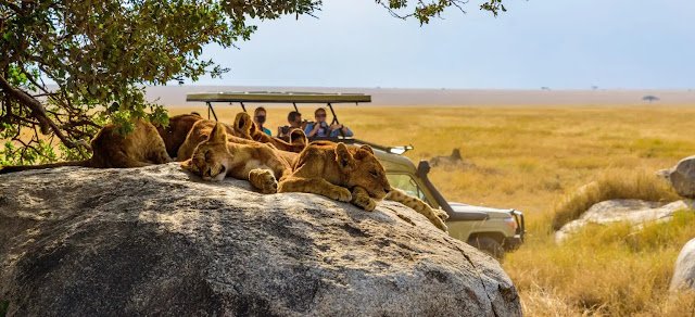 Explore Wild Africa in Luxury with Joy N Crew’s Kenya Tour